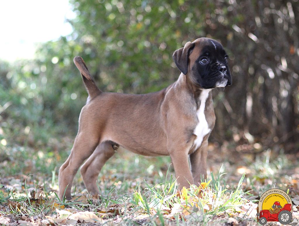 Des Belles Truffes - Boxer - Portée née le 26/06/2025