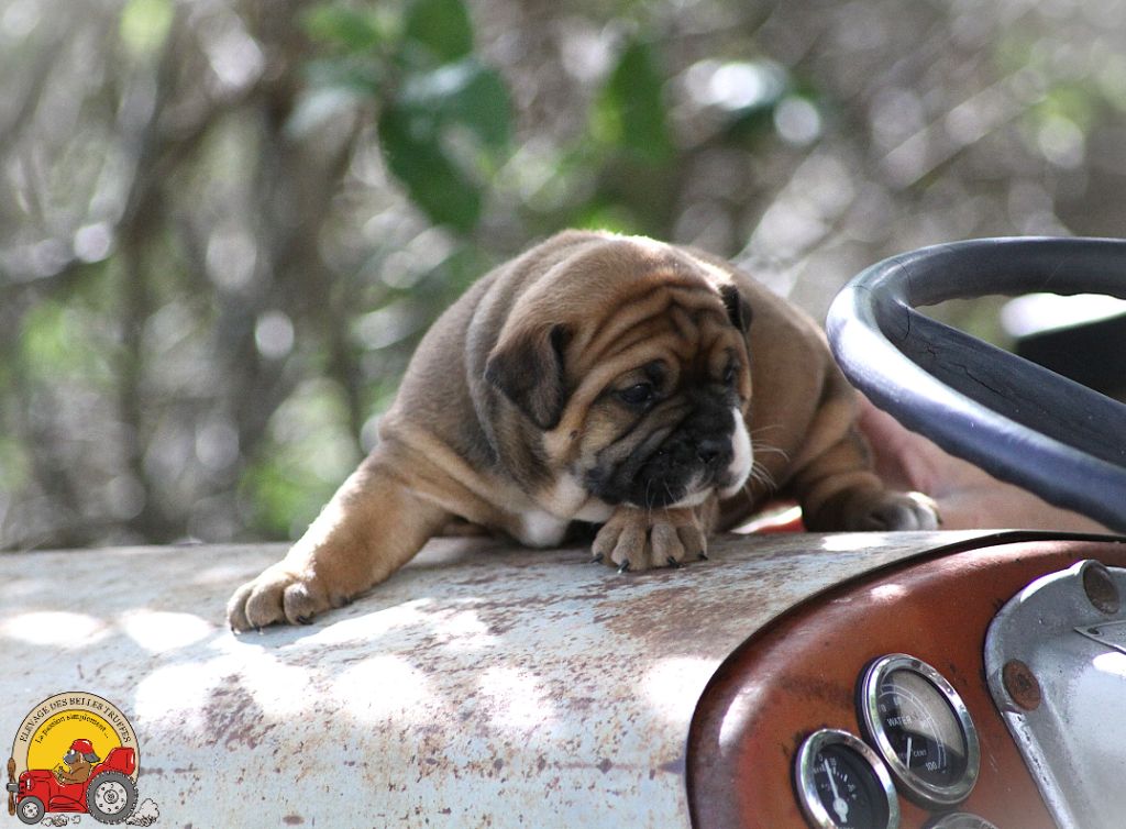 Des Belles Truffes - Chiots disponibles - Bulldog continental