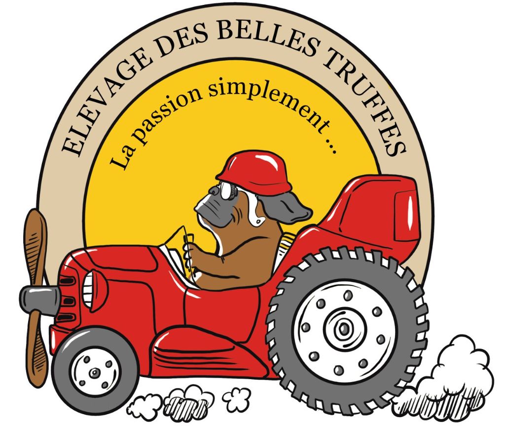 Des Belles Truffes - Chiots disponibles - Boxer