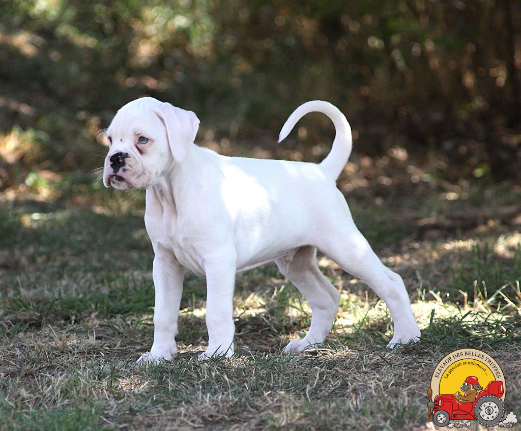 Des Belles Truffes - Chiots disponibles - Boxer