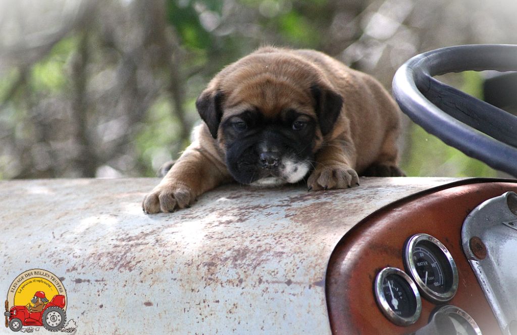 Des Belles Truffes - Chiots disponibles - Bulldog continental
