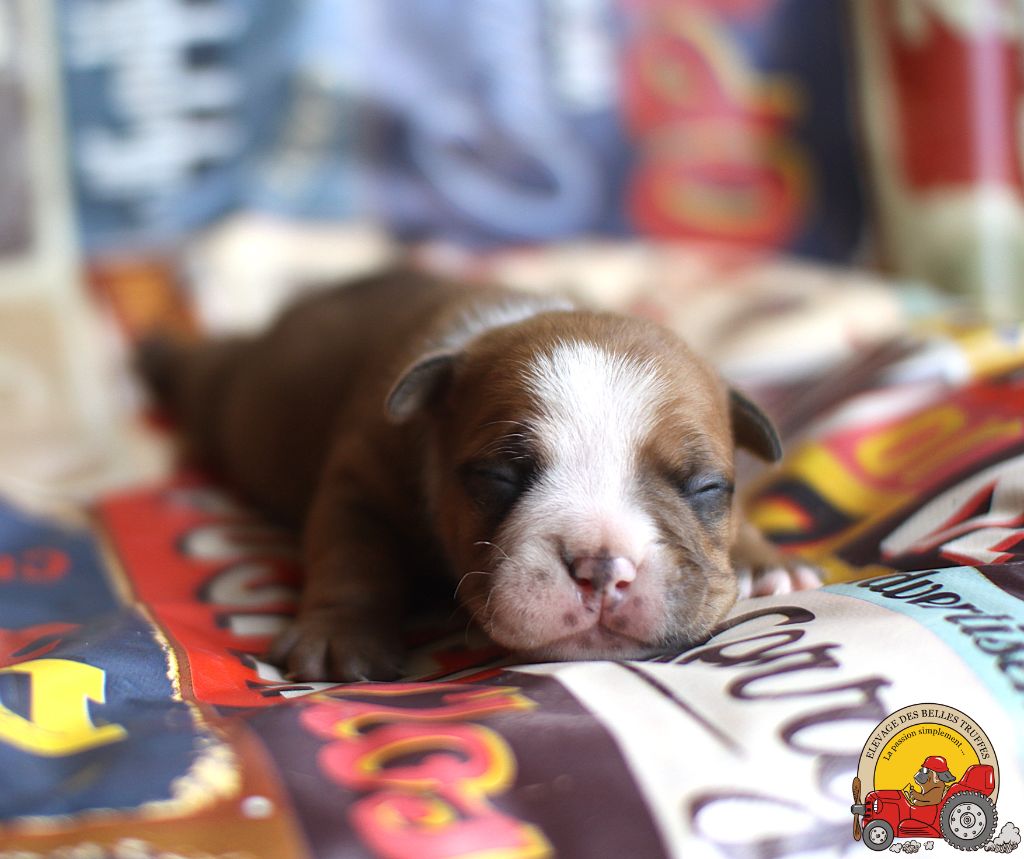 Des Belles Truffes - Chiots disponibles - Bulldog continental