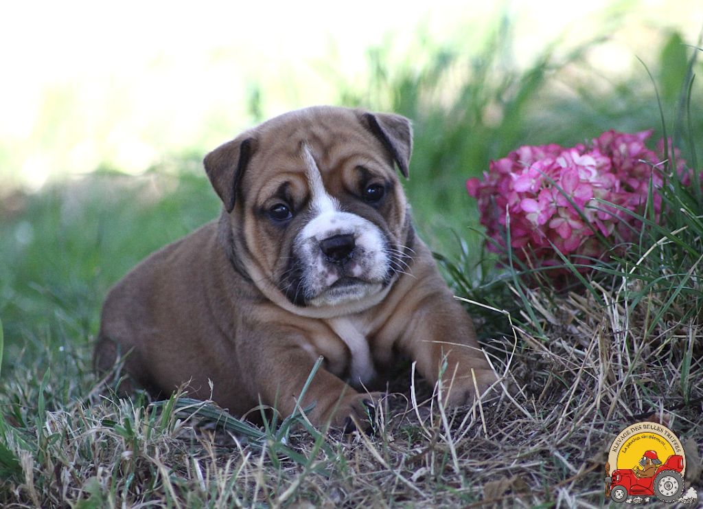 Des Belles Truffes - Chiots disponibles - Bulldog continental
