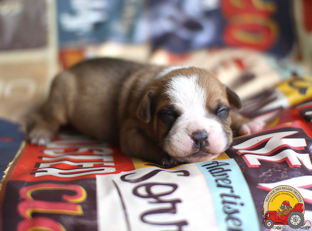 Des Belles Truffes - Chiots disponibles - Bulldog continental