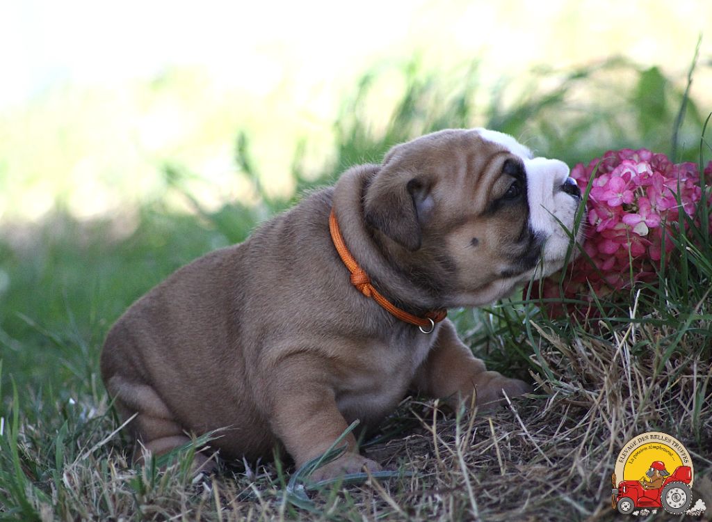 Des Belles Truffes - Chiots disponibles - Bulldog continental