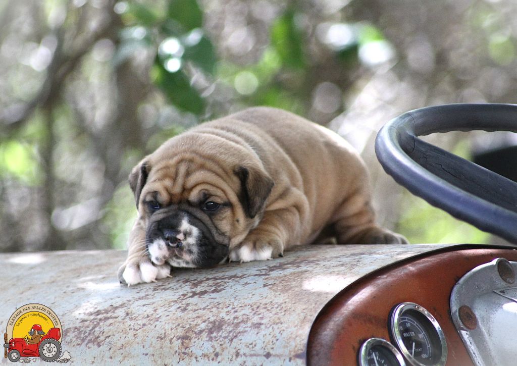 Des Belles Truffes - Chiots disponibles - Bulldog continental