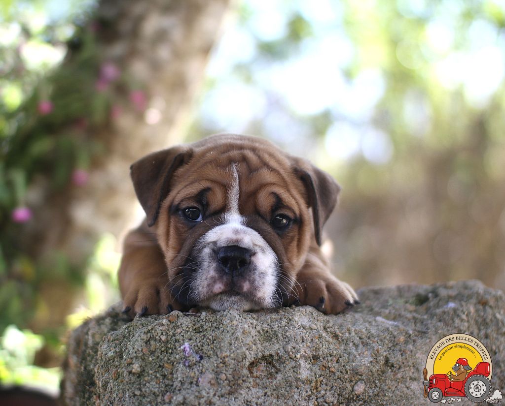 Des Belles Truffes - Chiots disponibles - Bulldog continental