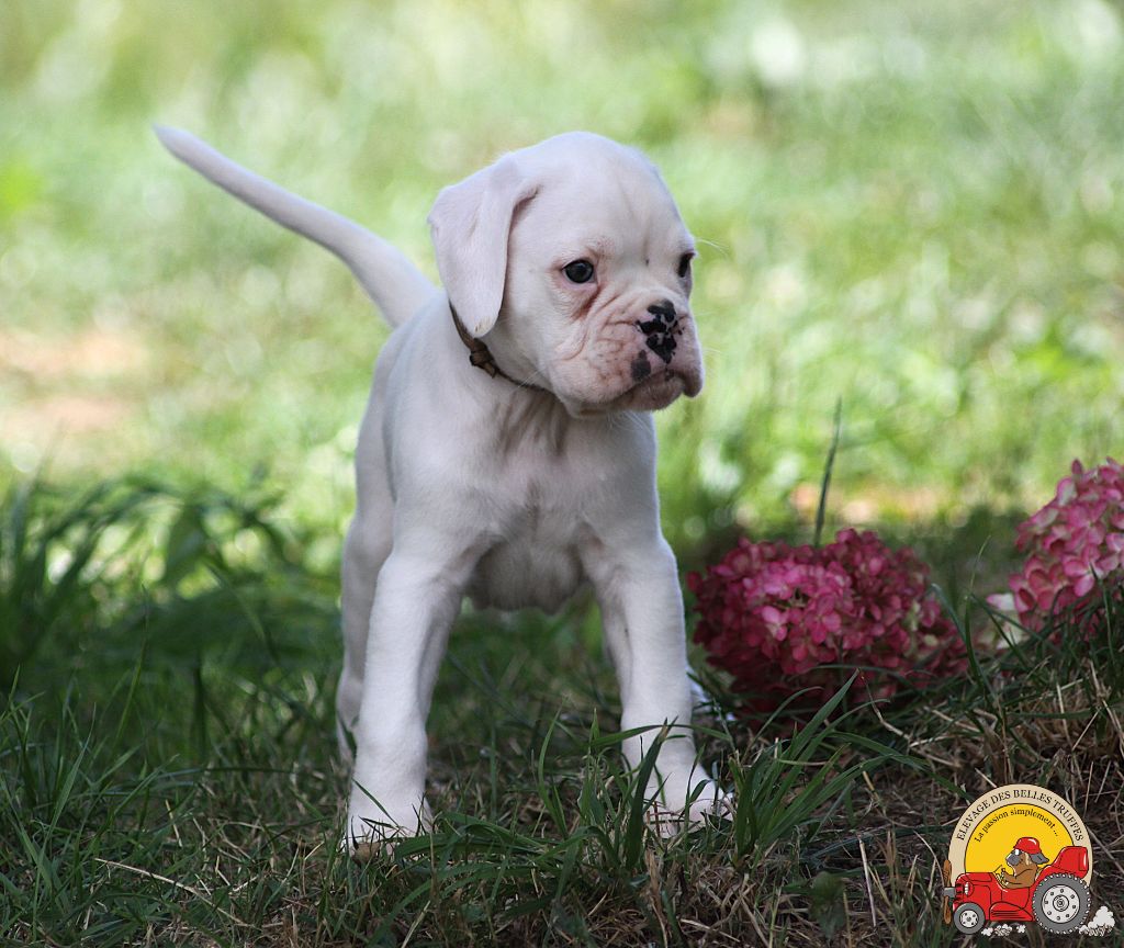 Des Belles Truffes - Chiots disponibles - Boxer