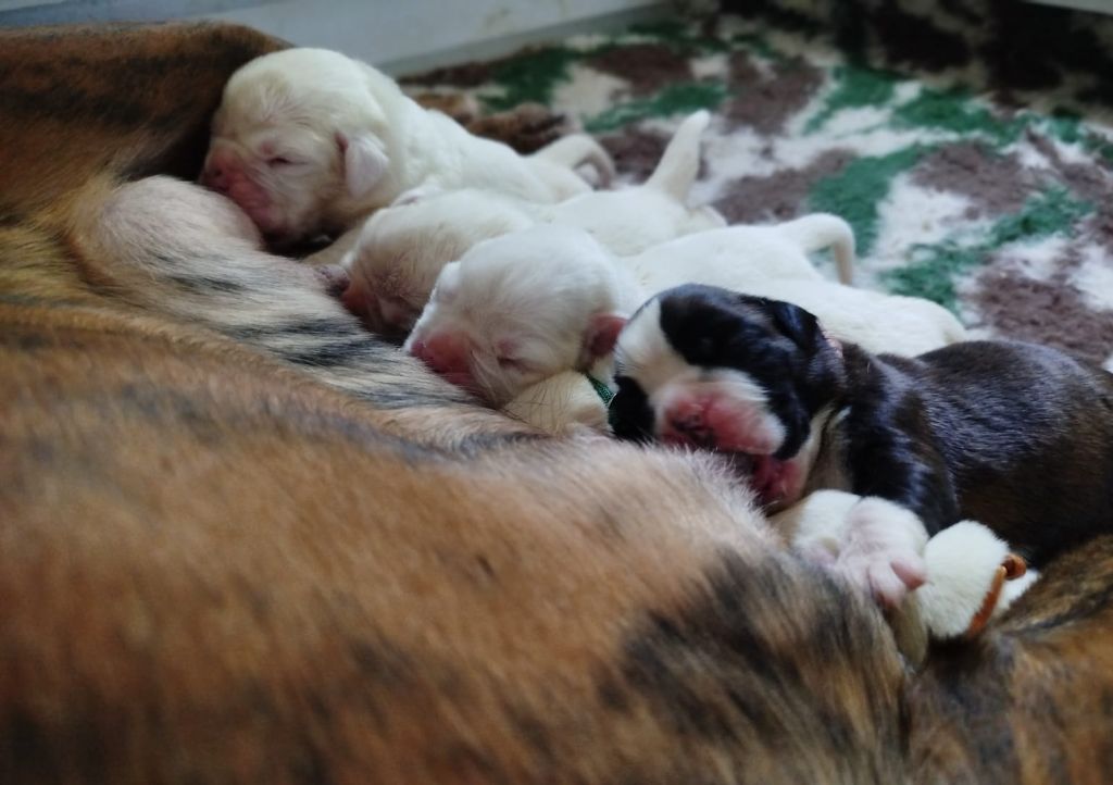 Chiot Boxer Des Belles Truffes