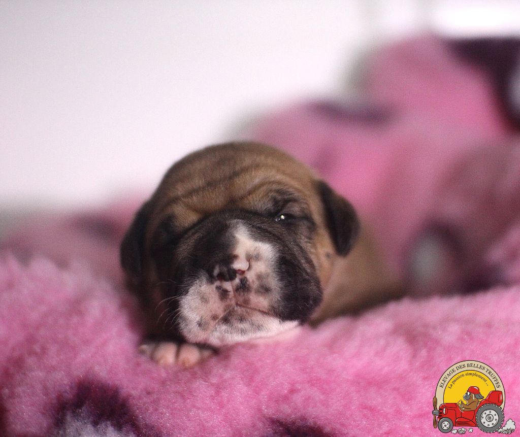 Des Belles Truffes - Chiots disponibles - Bulldog continental