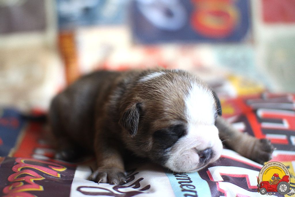 Des Belles Truffes - Chiots disponibles - Bulldog continental