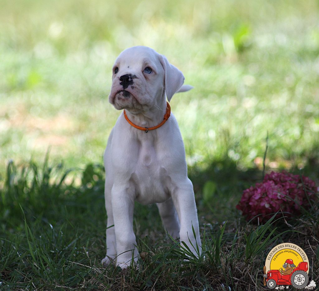 Des Belles Truffes - Chiots disponibles - Boxer