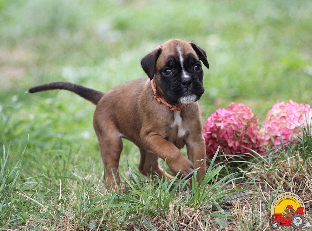 Des Belles Truffes - Chiots disponibles - Boxer