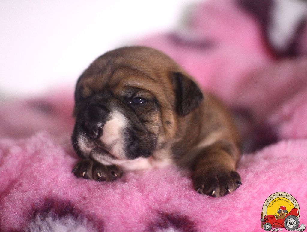 Des Belles Truffes - Chiots disponibles - Bulldog continental