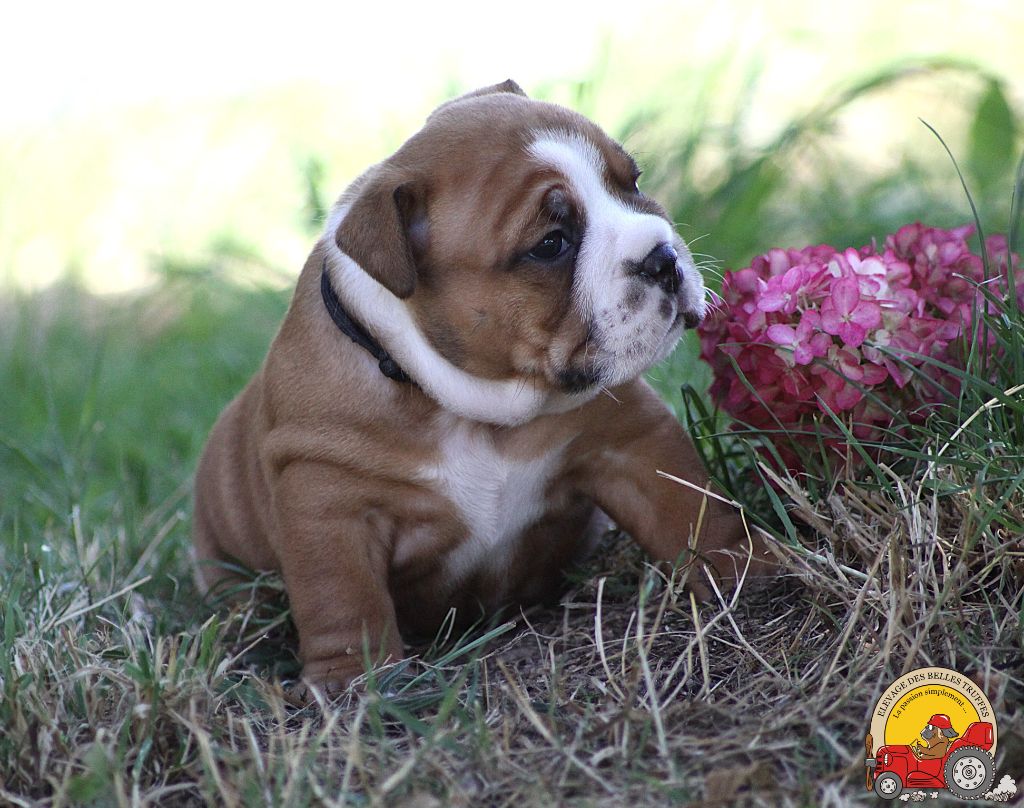 Des Belles Truffes - Chiots disponibles - Bulldog continental
