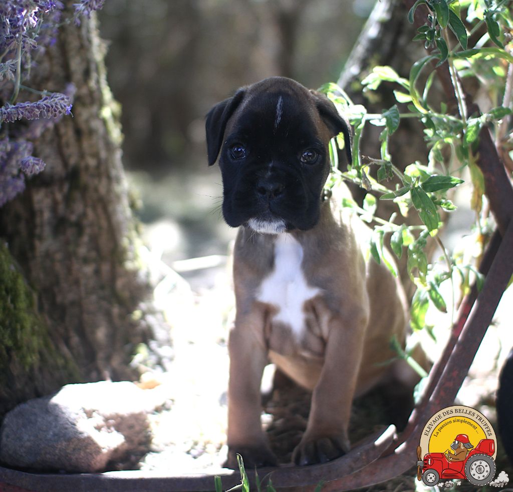 Des Belles Truffes - Chiots disponibles - Boxer