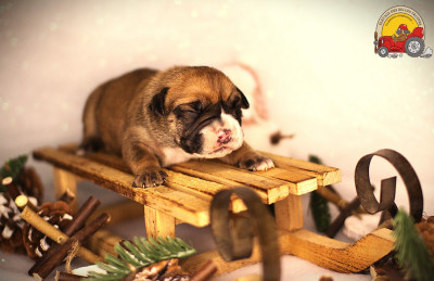 FEMELLE COLLIER TURQUOISE