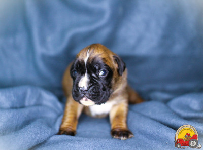 FEMELLE COLLIER ORANGE
