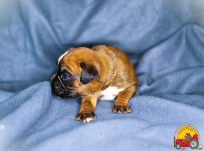 FEMELLE COLLIER VERT