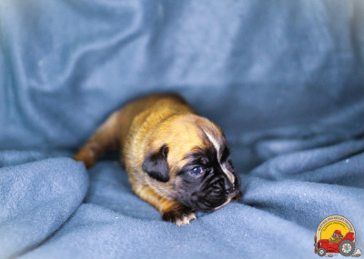 FEMELLE COLLIER VIOLET