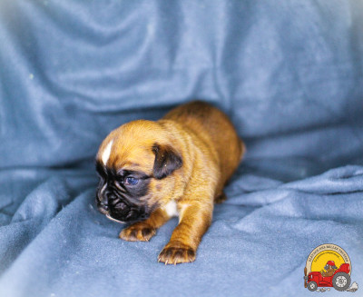 MÂLE COLLIER TURQUOISE