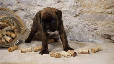 TANYA DES BELLES TRUFFES