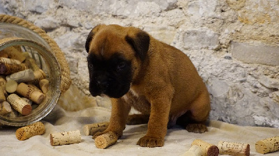 T'ATLAS DES BELLES TRUFFES