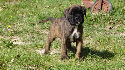 TYREX DES BELLES TRUFFES