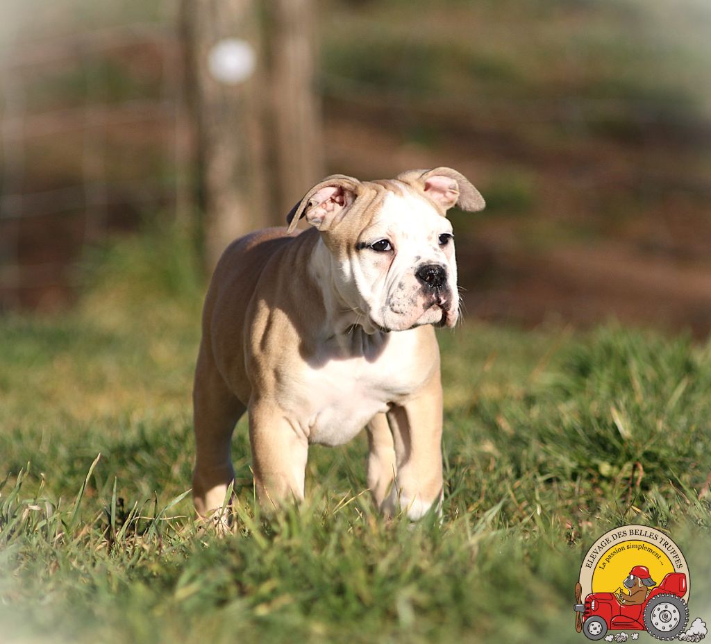 Des Belles Truffes - Bulldog continental - Portée née le 16/11/2024