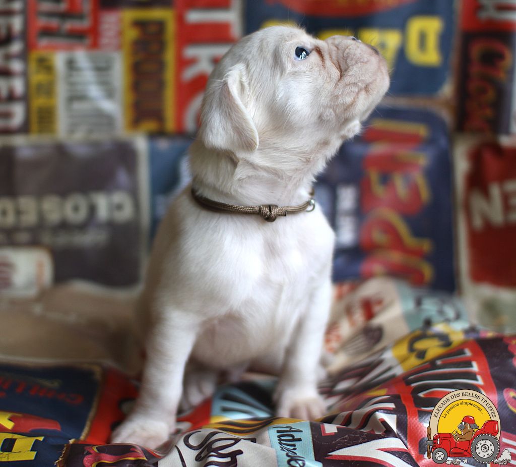 Des Belles Truffes - Chiots disponibles - Boxer