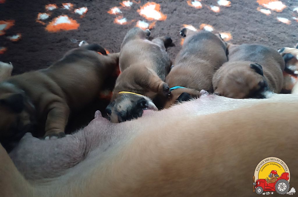 Chiot Bulldog continental Des Belles Truffes