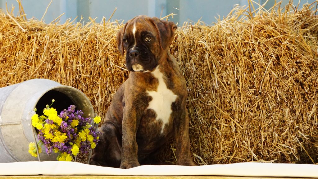 Des Belles Truffes - Boxer - Portée née le 29/04/2023