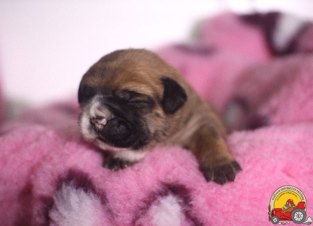 Des Belles Truffes - Chiots disponibles - Bulldog continental