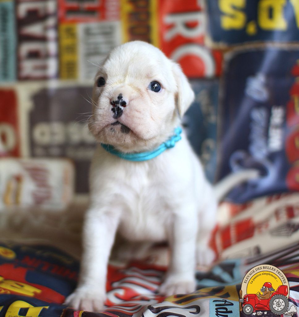Des Belles Truffes - Chiots disponibles - Boxer