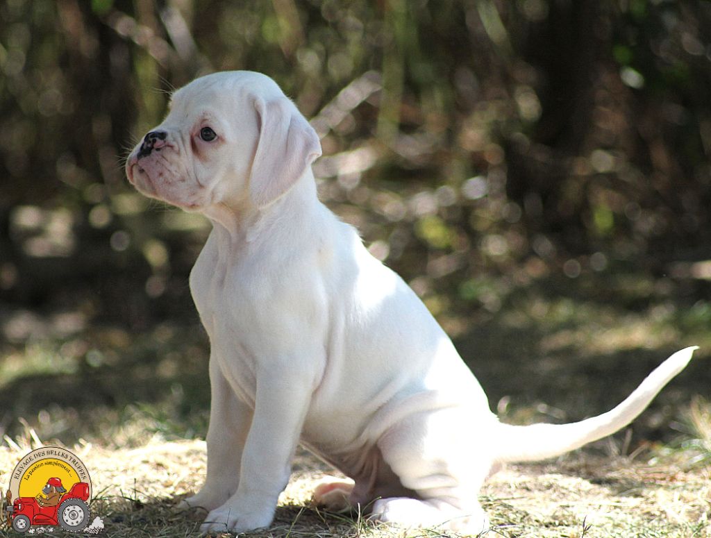 Des Belles Truffes - Chiots disponibles - Boxer
