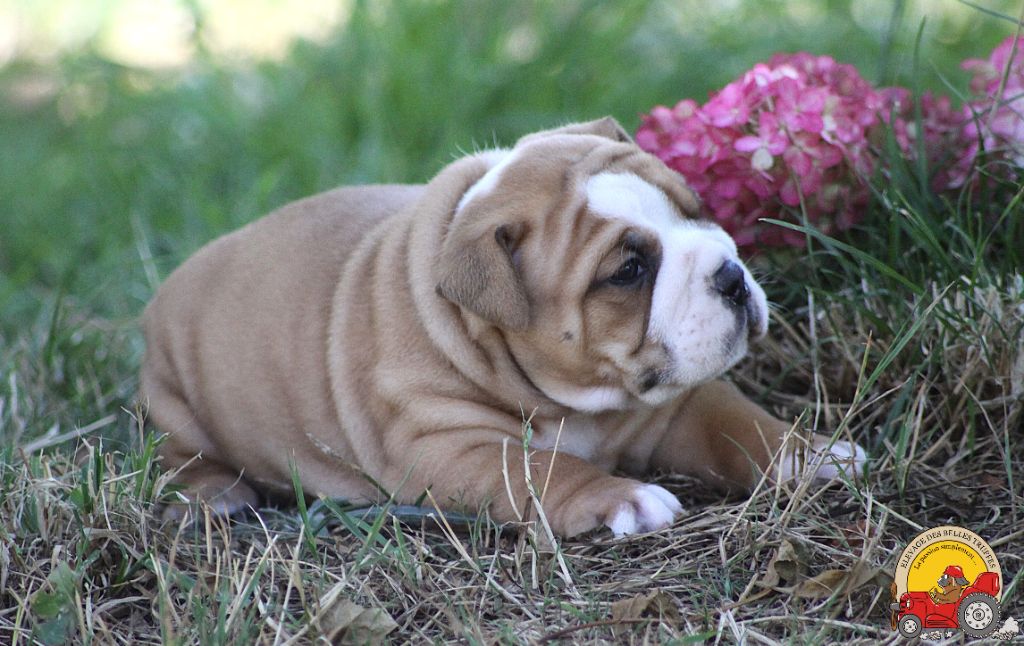 Des Belles Truffes - Chiots disponibles - Bulldog continental