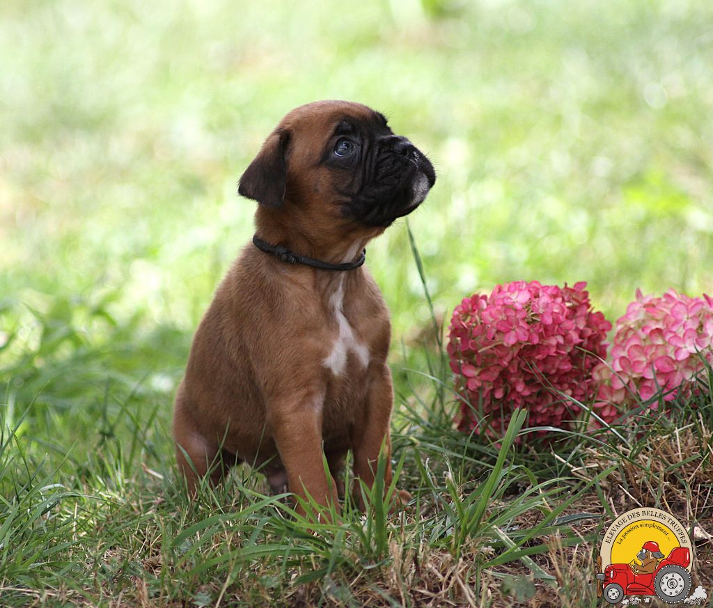 Des Belles Truffes - Chiots disponibles - Boxer