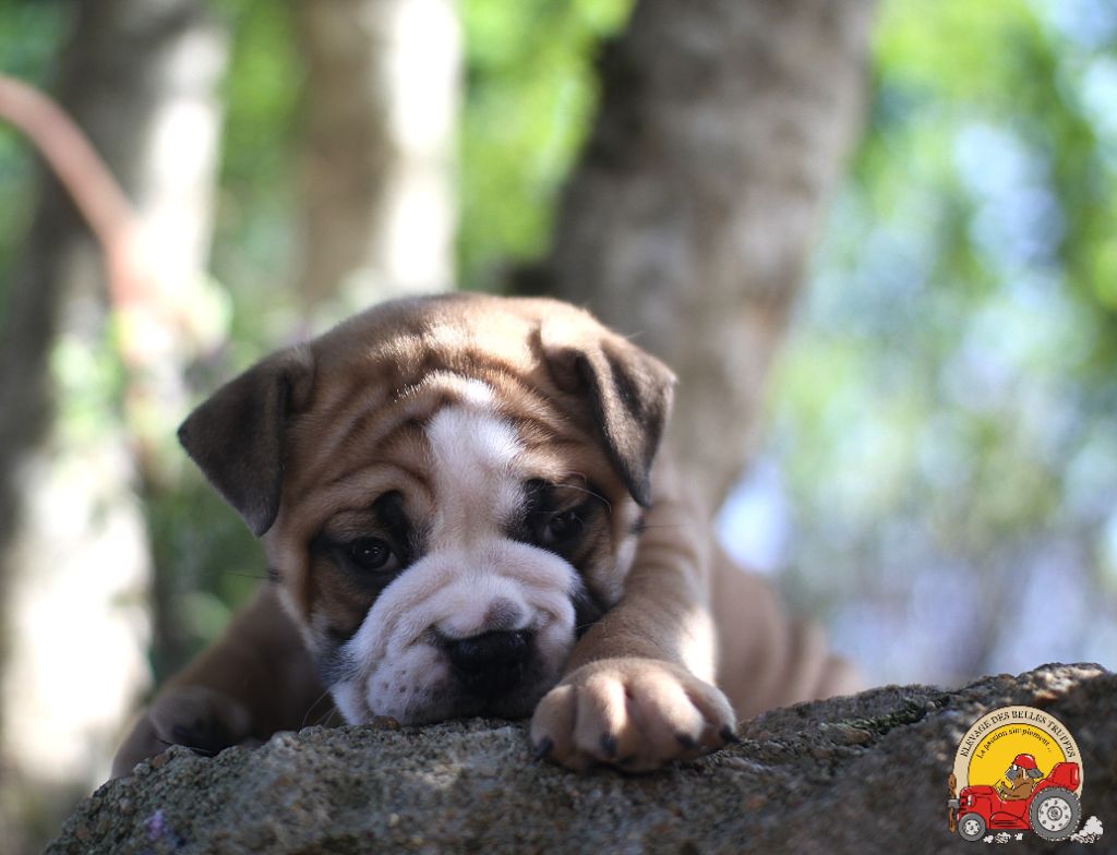 Des Belles Truffes - Chiots disponibles - Bulldog continental