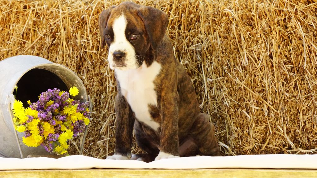 Des Belles Truffes - Boxer - Portée née le 08/05/2023