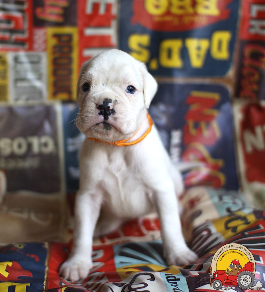 Des Belles Truffes - Chiots disponibles - Boxer